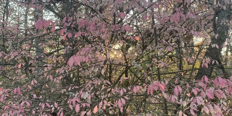 COOCHIE MANE OnlyFans | @coochie_mane review (Leaks, Videos, Nudes)