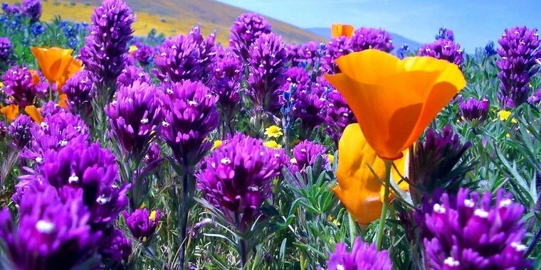 Demi rose OnlyFans @demi_rose review (Leaks, Videos, Nudes)