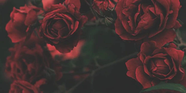 creator header picture