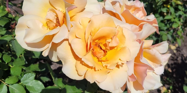 creator header picture