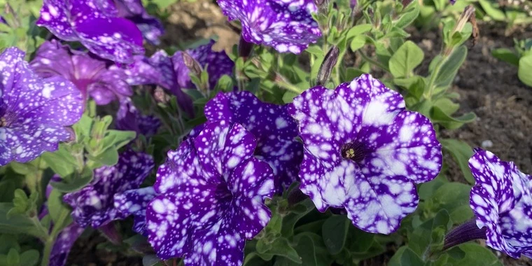 creator header picture