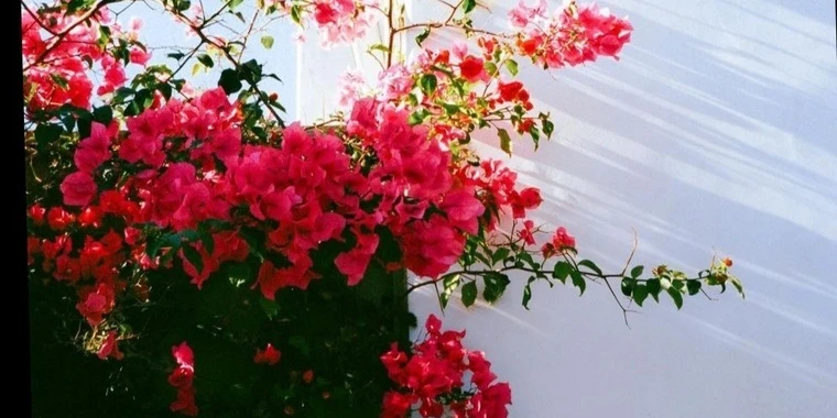 creator header picture