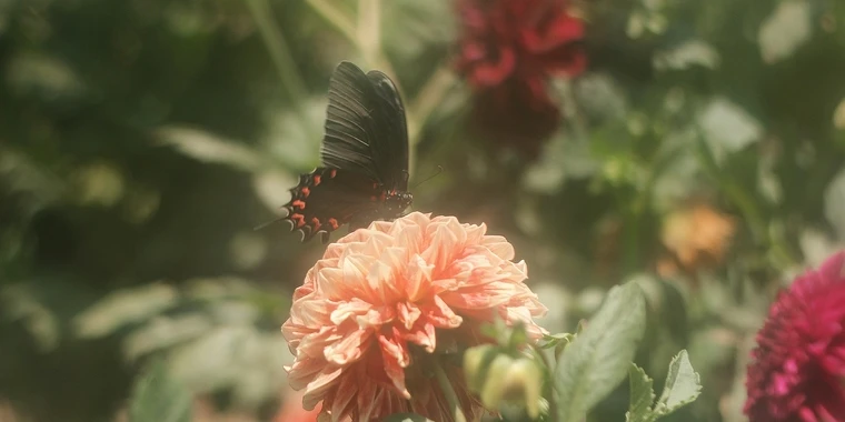 creator header picture