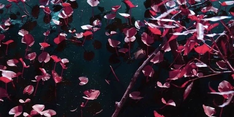 creator header picture