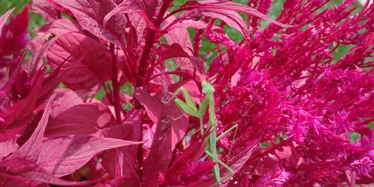 creator header picture