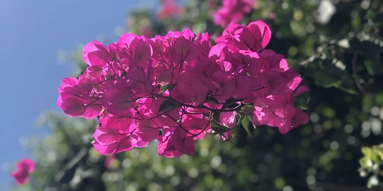 creator header picture