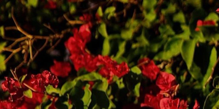 creator header picture