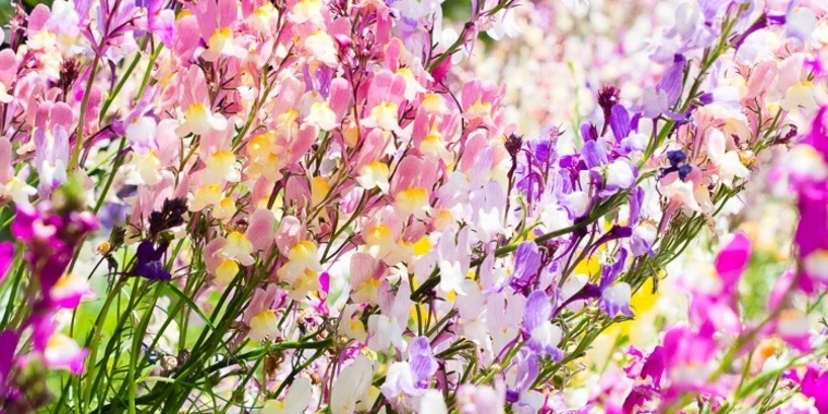 creator header picture