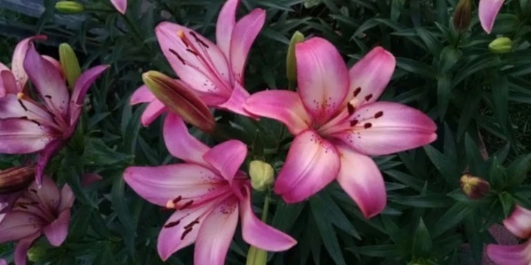 creator header picture