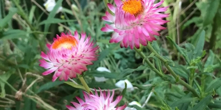 creator header picture
