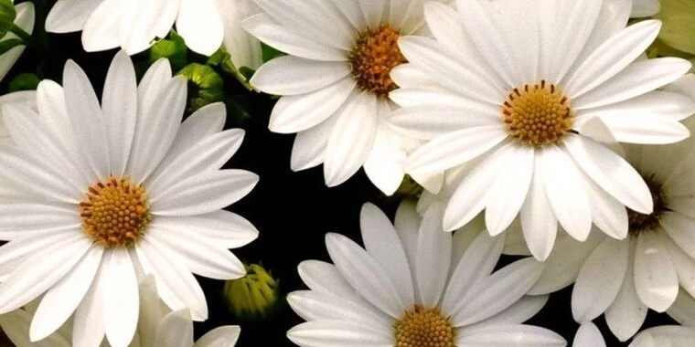 Jazmyn OnlyFans @jazmyn_daisy review (Leaks, Videos, Nudes)