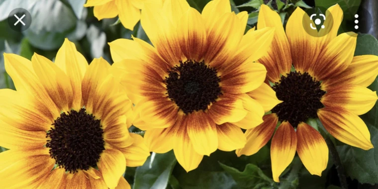 sunflower OnlyFans @juciysunflower review (Leaks, Videos, Nudes)