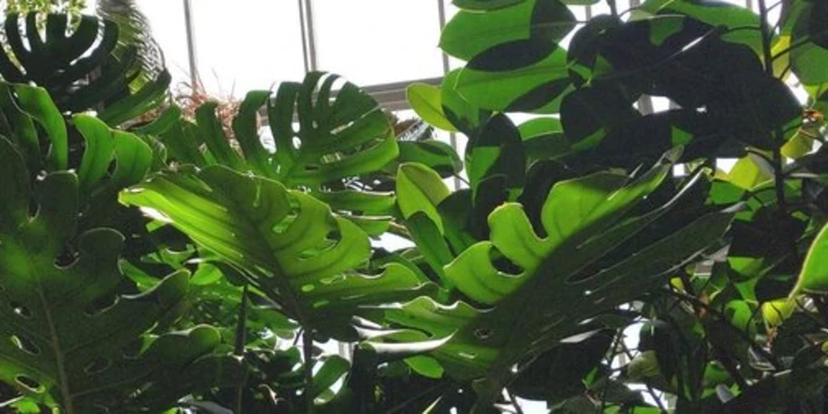 Juniper OnlyFans | @juniper_bell review (Leaks, Videos, Nudes)