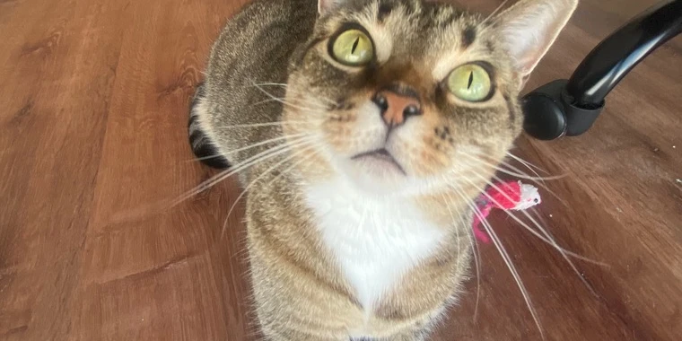 Cat named Kitten OnlyFans @kittencat review (Leaks, Videos, Nudes)