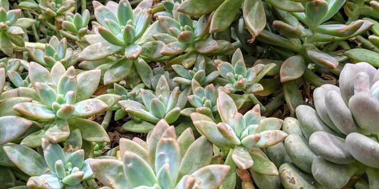 Laurie OnlyFans @lauriesweetfeet review (Leaks, Videos, Nudes)