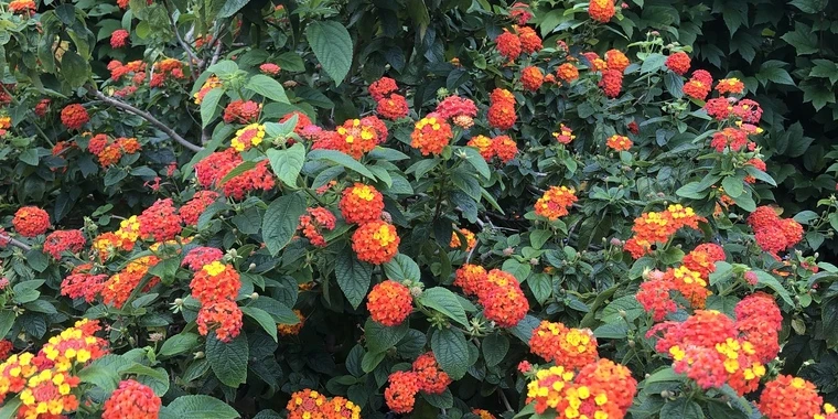 Emaline Katz OnlyFans | @leo_princess review (Leaks, Videos, Nudes)