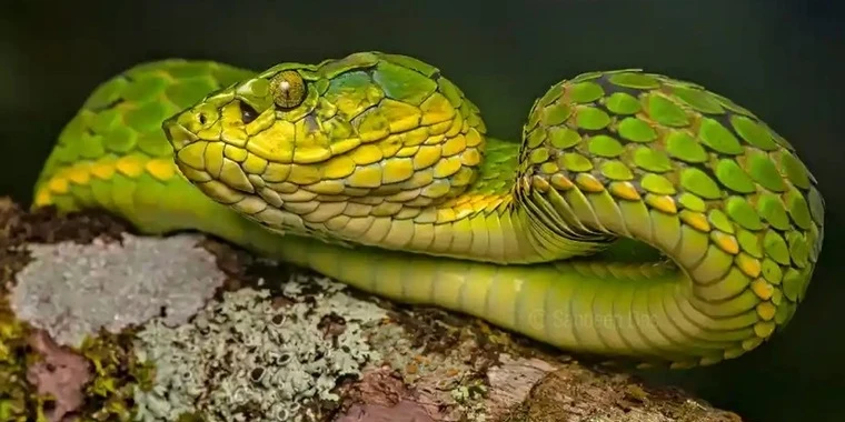 Lucifer michaelson onlyfans nude