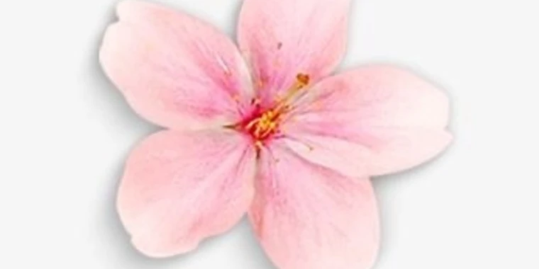 Payton OnlyFans | @paytonparadise review (Leaks, Videos, Nudes)