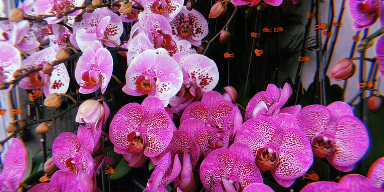 Pixie OnlyFans @pixieprancing review (Leaks, Videos, Nudes)