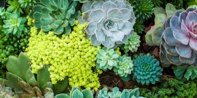 Plant Mommi OnlyFans @plantmommi review (Leaks, Videos, Nudes)