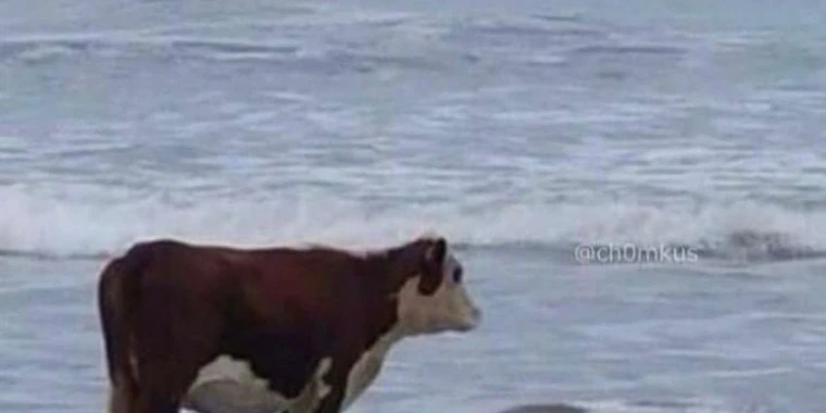 bibividi OnlyFans @the.bibividi review (Leaks, Videos, Nudes)