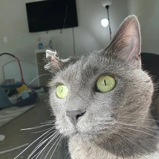 BB OnlyFans | @beerusboi review (Leaks, Videos, Nudes)