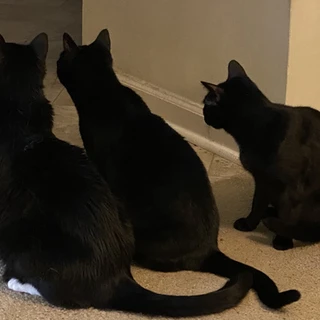 Kittykat OnlyFans | @bigkatgirl review (Leaks, Videos, Nudes)