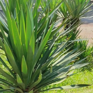 Cheerilee OnlyFans | @cheerilee review (Leaks, Videos, Nudes)