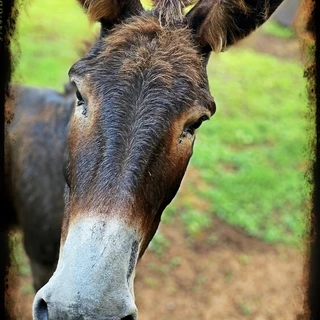 Chuck Espinoza OnlyFans | @chuck_a_duck review (Leaks, Videos, Nudes)