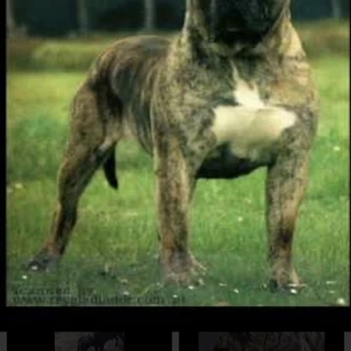 chuck OnlyFans | @chucky_banks review (Leaks, Videos, Nudes)