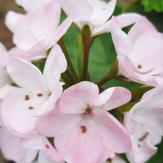 Fiorella OnlyFans @fiorella8 review (Leaks, Videos, Nudes)