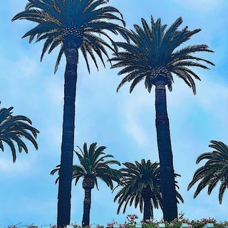 Forza mi' Amore OnlyFans | @forza98 review (Leaks, Videos, Nudes)