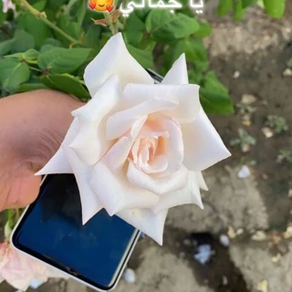 GCC Boys OnlyFans | @gcc_boys review (Leaks, Videos, Nudes)