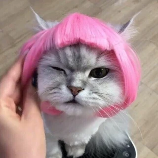 creator profile picture