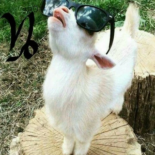 creator profile picture
