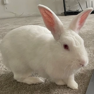 creator profile picture