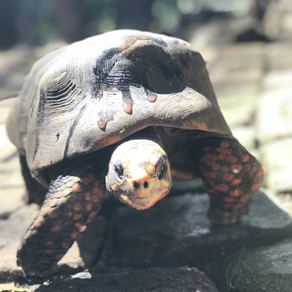 Jon Jinx OnlyFans | @jonjinx review (Leaks, Videos, Nudes)