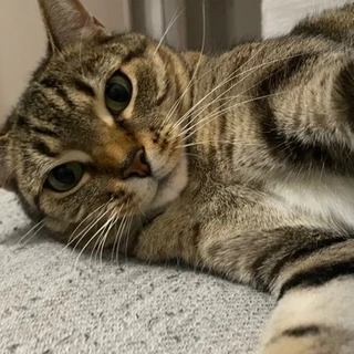 Cat named Kitten OnlyFans | @kittencat review (Leaks, Videos, Nudes)