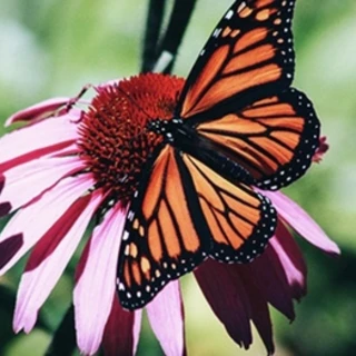 Layla L OnlyFans @layla1803 review (Leaks, Videos, Nudes)