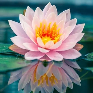 Emily West 》 OnlyFans | @msemilywest review (Leaks, Videos, Nudes)