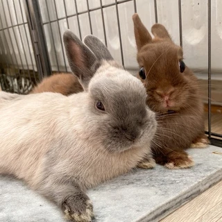 Ponzu & Mocha