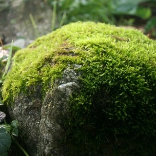 Prettymossyrock OnlyFans | @queenofmoss review (Leaks, Videos, Nudes)