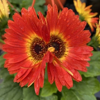 Little sunflower OnlyFans @red-sunflower review (Leaks, Videos, Nudes)