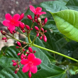 Shortcake OnlyFans | @strawberrykumcake review (Leaks, Videos, Nudes)