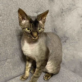 Sunriseboom OnlyFans | @sunriseboom review (Leaks, Videos, Nudes)