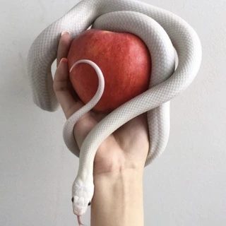 The snakes OnlyFans @thesnakes review (Leaks, Videos, Nudes)