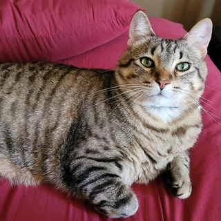 Tom Hank OnlyFans @tomchunk review (Leaks, Videos, Nudes)