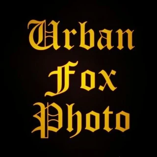 Urban Fox Photo
