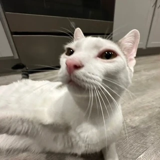 Hung inspector OnlyFans | @vegthot review (Leaks, Videos, Nudes)