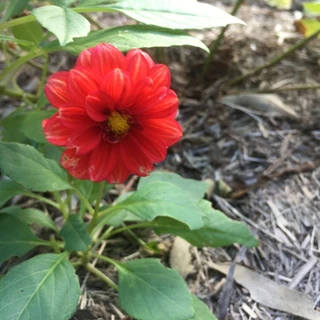 Cocoa Puff OnlyFans @wetexotica review (Leaks, Videos, Nudes)